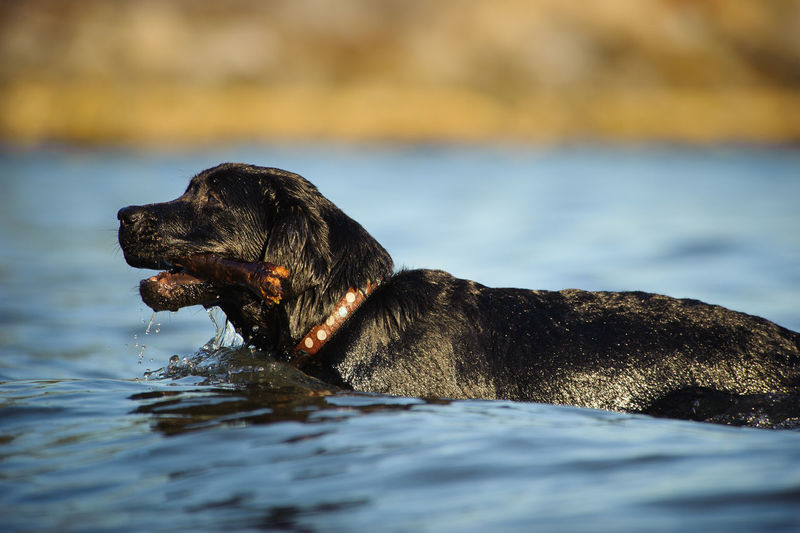 Side view of wet black labrador retriever holding stick in water at beach