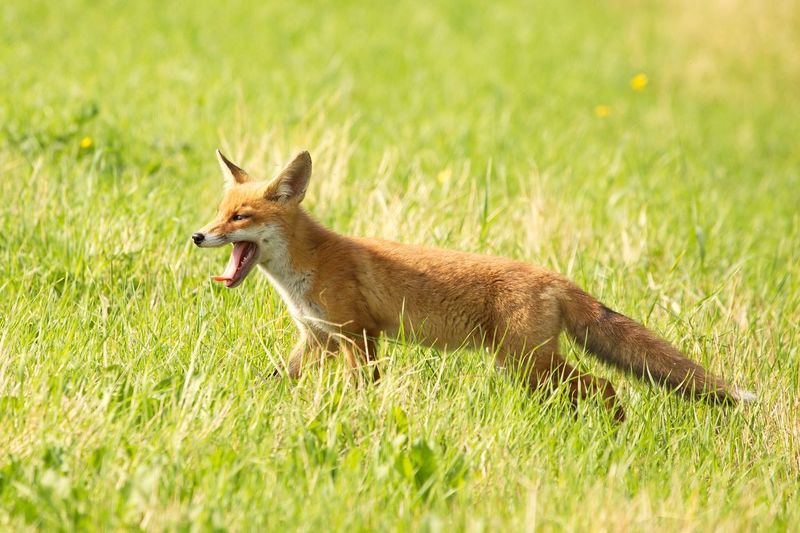 Side view of fox pup yawning on grassy field during sunny day