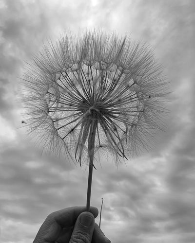 Person holding dandelion against sky
