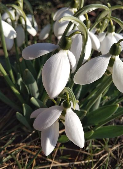 Close-up of white crocus blooming outdoors