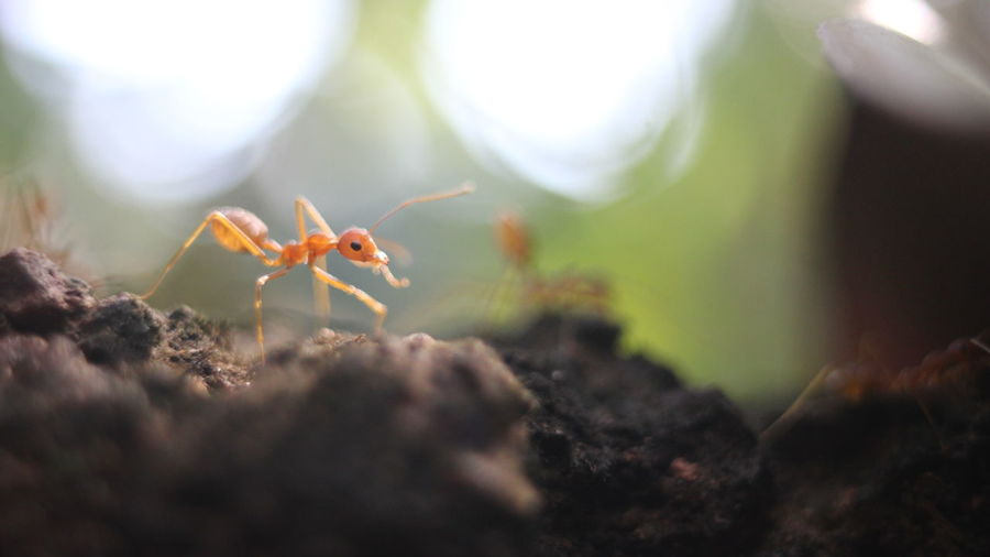 Close-up surface level of an ant