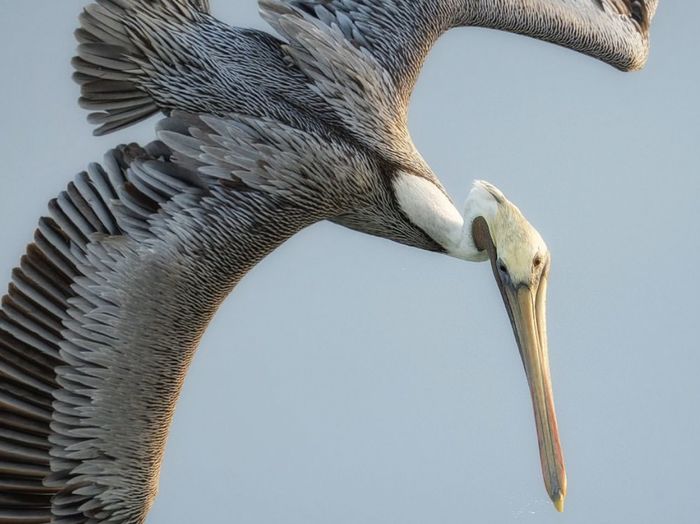 Close-up of pelican flying against sky