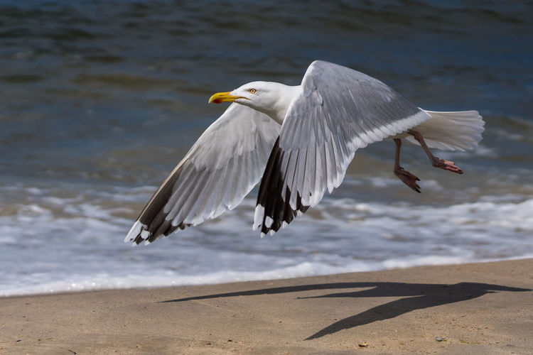 Close-up of seagull flying at beach during sunny day