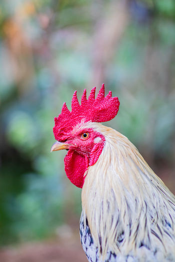 Red comb rooster