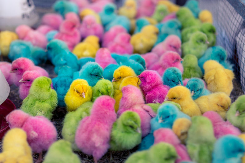High angle view of colorful baby chickens in cage