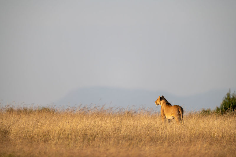 Lioness stands in long grass on horizon