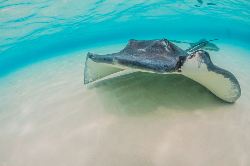 Stingray swimming by camera face on