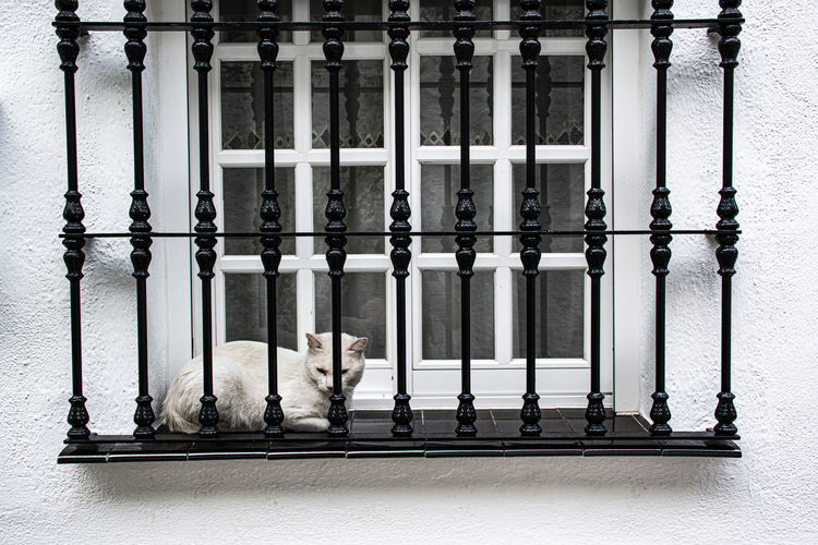 View of cat on railing against a window