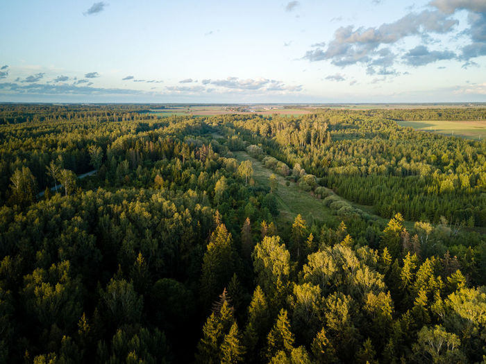 High angle view of trees growing in forest against sky