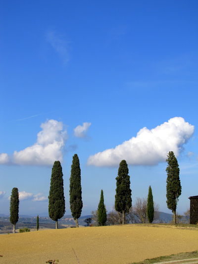 Row of cypress trees in the countryside, under a blue sky and white clouds, tuscany