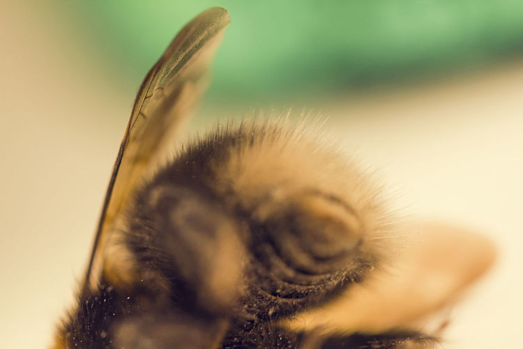 Close-up of dead bee
