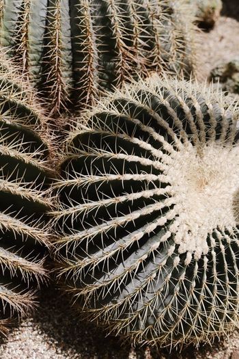 Full frame shot of cactus
