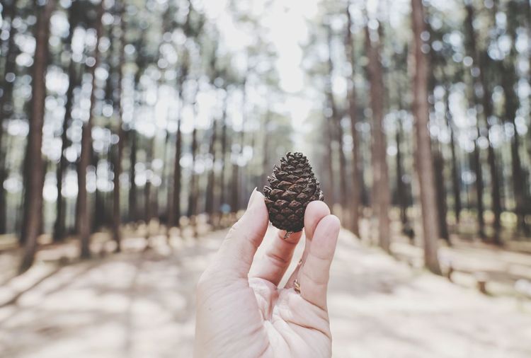 Close-up of hand holding pine cone on tree