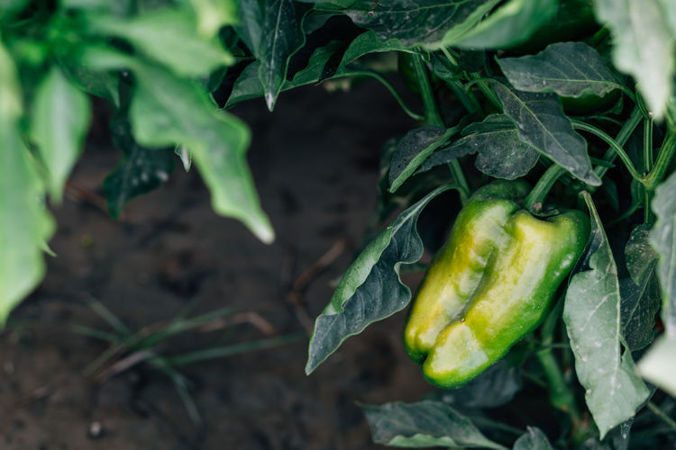 Close-up of green bell pepper growing on plant