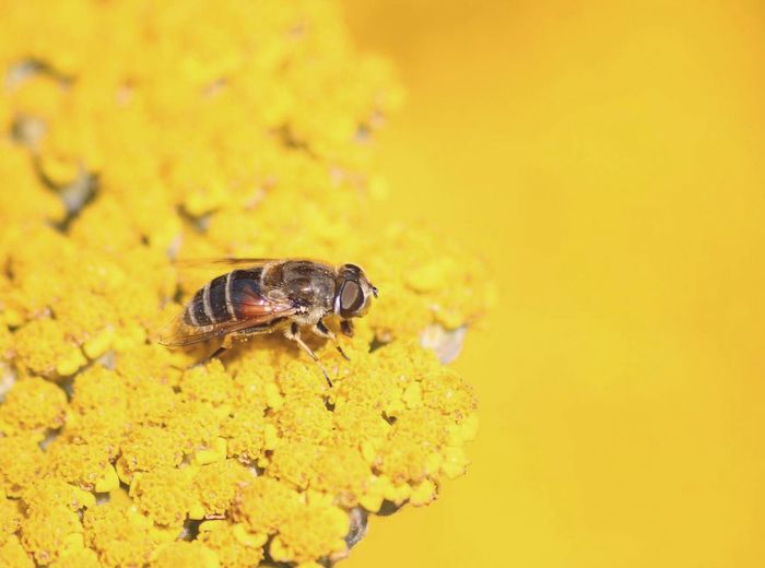 Close-up of hoverfly on yellow flower