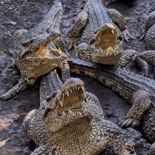 Close-up frightening crocodiles lying on ground with open mouths.