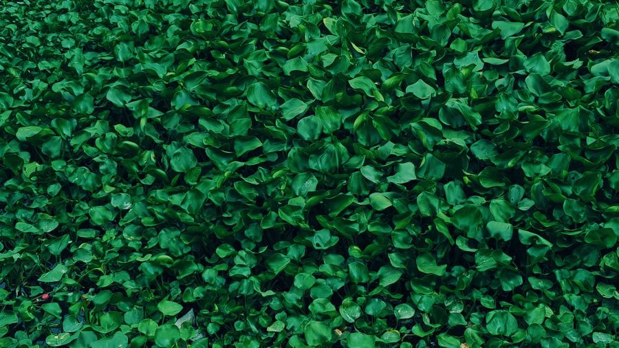Full frame shot of ivy growing on land
