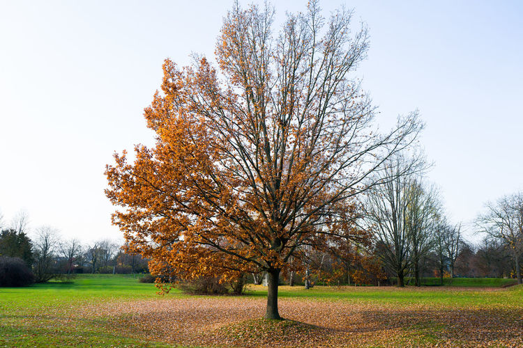 Tree on field against sky during autumn
