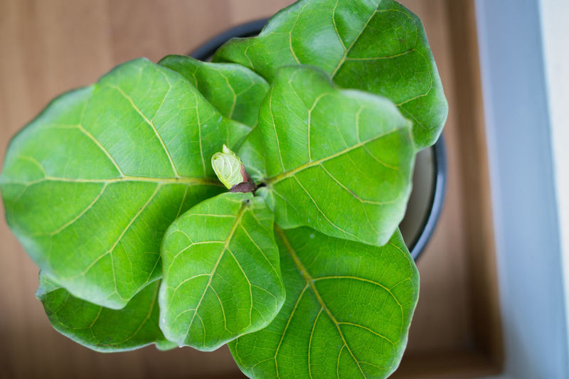 A fiddle leaf fig or ficus lyrata pot plant with large, green, shiny leaves.