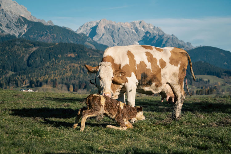 View of a cow calf on field