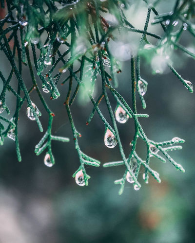 Close-up of wet leaves on tree during rainy season