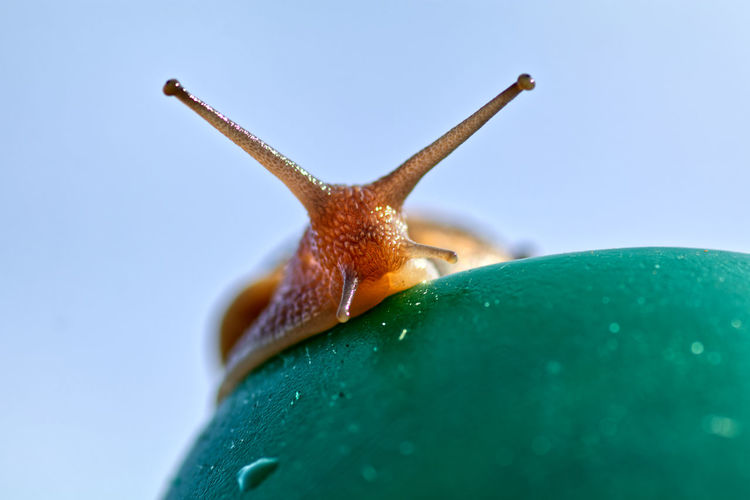 Close-up of snail on blue sky