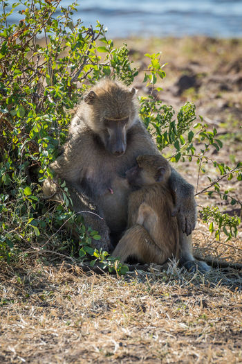 Close-up of chacma baboon with its baby in forest