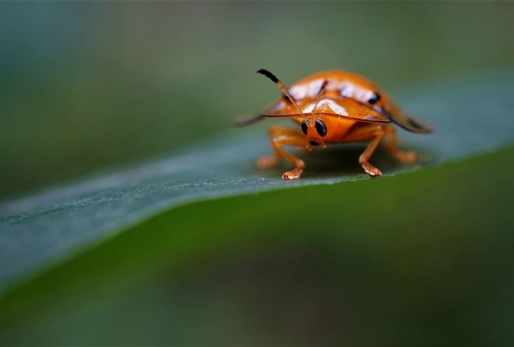 Close-up of the spotted tortoise beetle on leaf