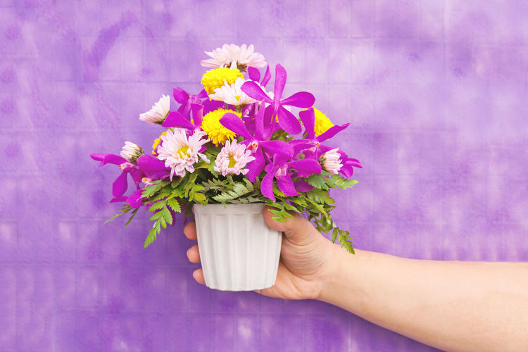 Cropped hand holding flower pot against purple wall