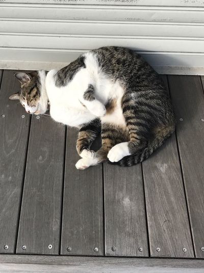 Cat sleeping outdoors