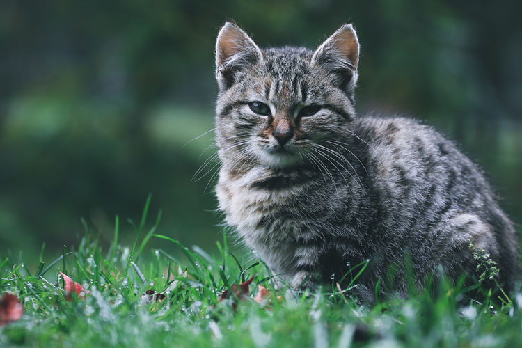 A cute little cat is sitting in the nature