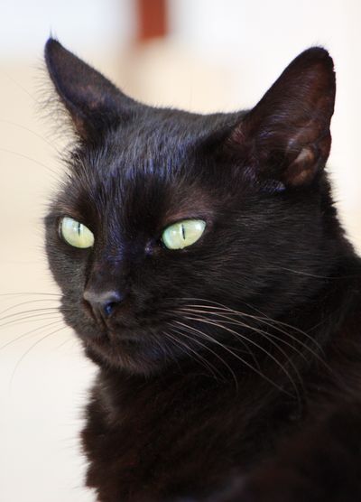 Close-up of black cat