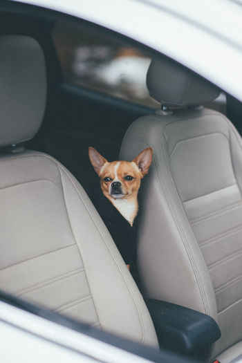 Dog at back seat on the car