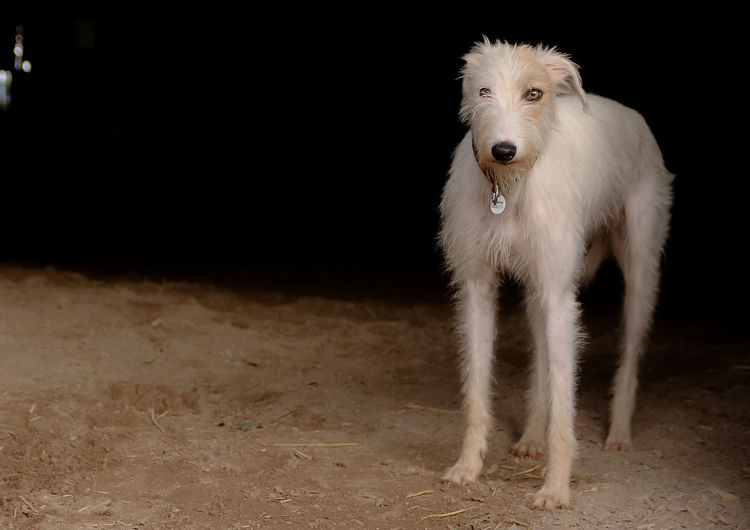 White irish wolfhound standing in farm at night