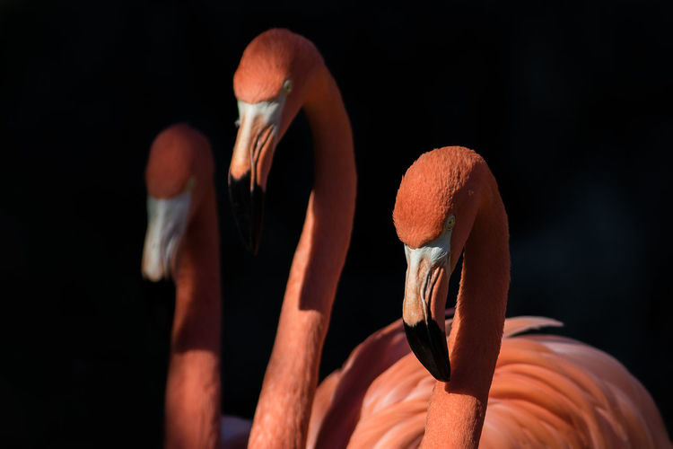 Close-up of flamingoes perching outdoors
