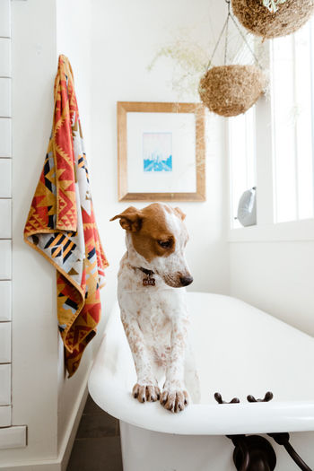 Mutt pup leans front paws on on a claw foot tub in stylized bathrooth