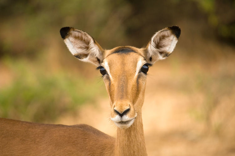 Close-up of impala looking away
