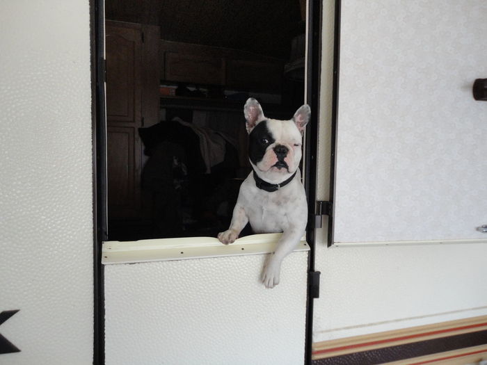 Portrait of american bulldog on window