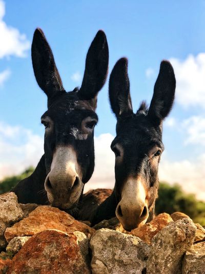 A couple of donkeys