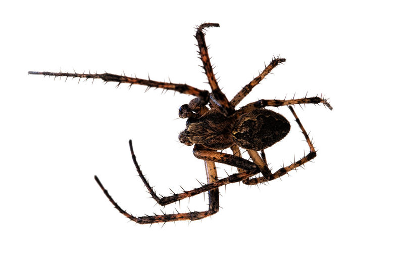Close-up of spider