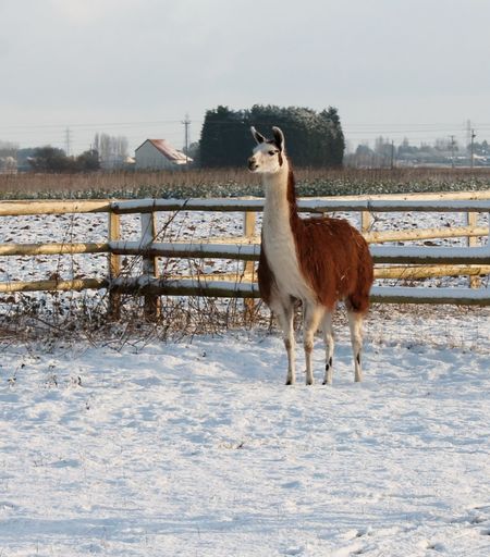 Llama on snow covered field