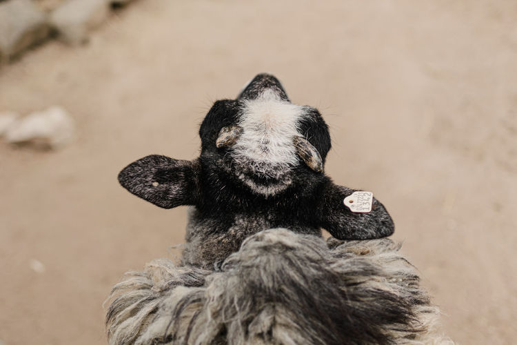 Close-up of sheep head
