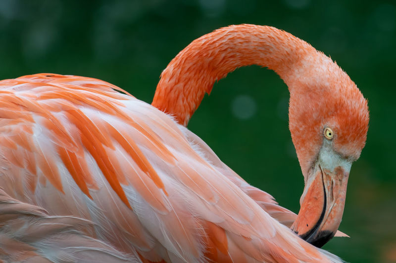 Close up of a flamingo