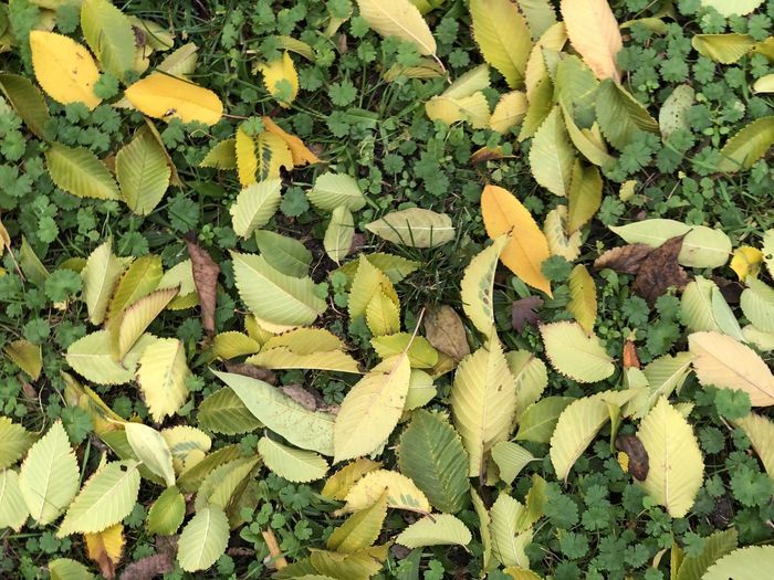 Full frame shot of yellow leaves on field