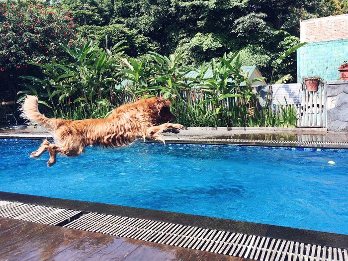 Side view of a dog jumping at swimming pool