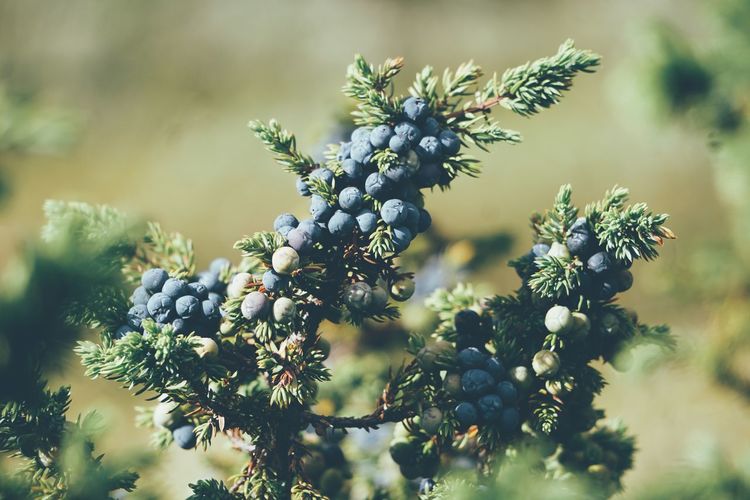 Close up of juniper berries on tree