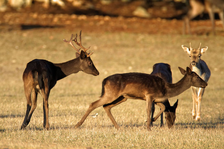 Deer grazing in brijuni national park
