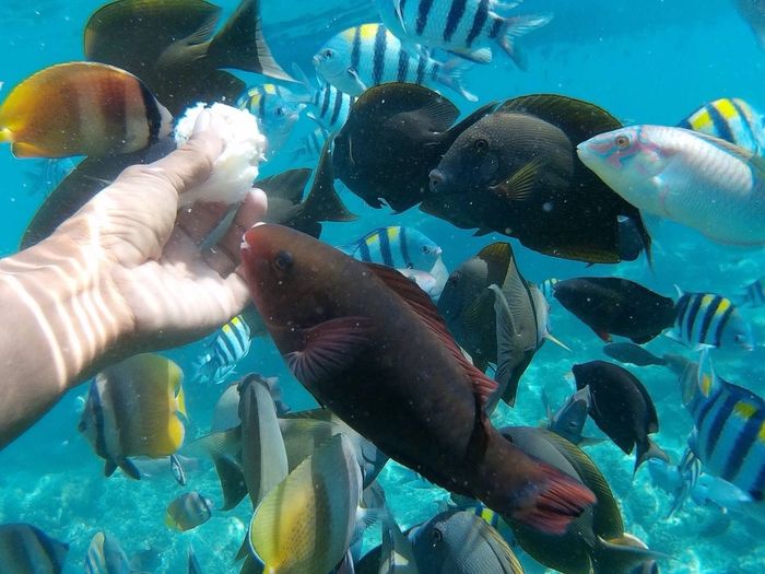 Cropped hand of woman feeding fish undersea