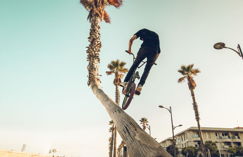 Low angle view of man doing stunt with bicycle by tree against sky