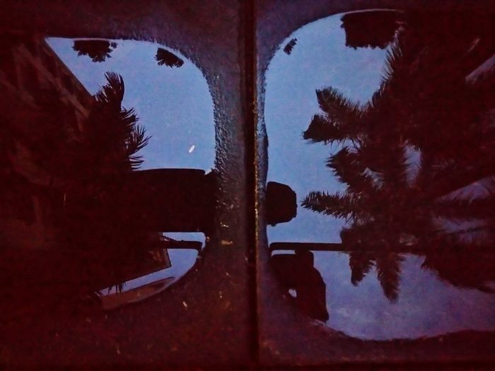 Reflection of trees on glass window